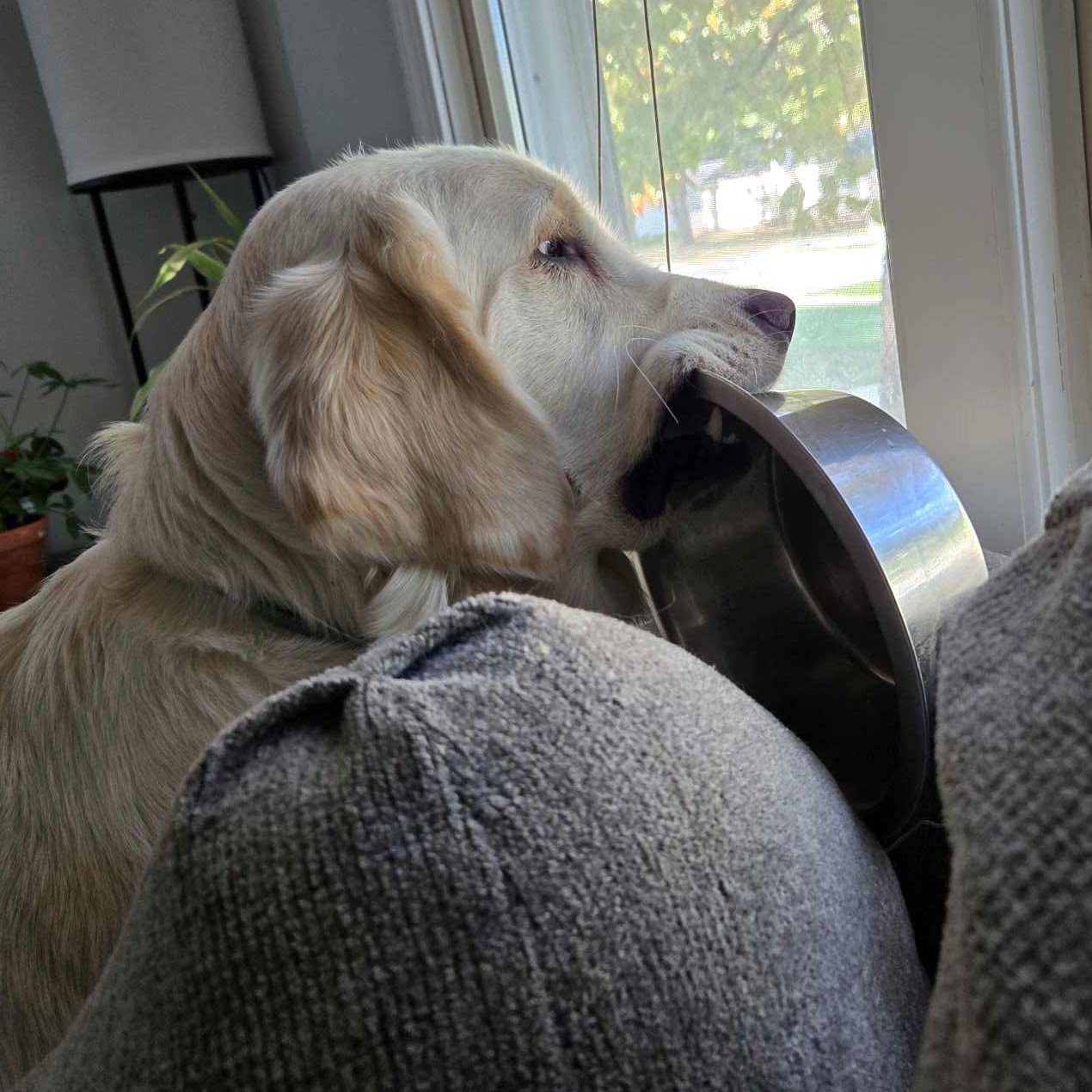 Mabel looking out the window with her metal bowl